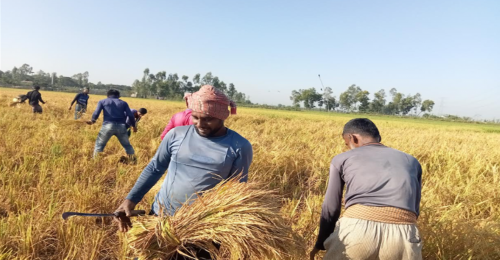 বানিয়াচংয়ে হেমন্তের রোপা আমন ধান কাটা শুরু 